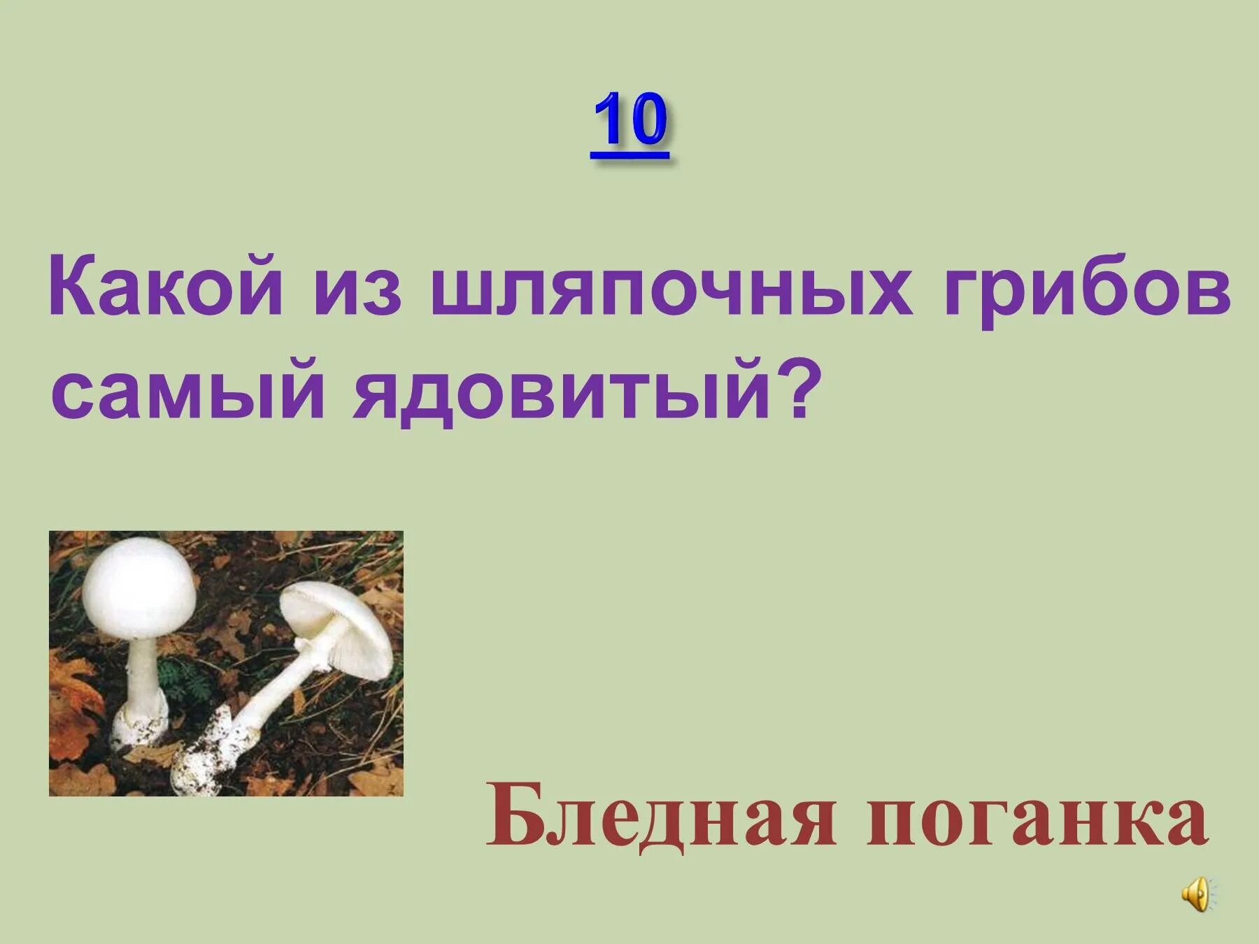 Бледная поганка и шампиньон сходство и различие. Гриб двойник шампиньона. Сходство бледной поганки и шампиньона 2 класс. Зелёные страницы сходство бледной поганки и шампиньона.