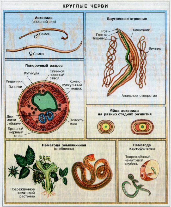 Строение круглых червей ЕГЭ биология. Тип круглые черви нематоды. Тип круглые черви паразиты человека. Внешнее строение круглых червей 7 класс биология. Строение внутренних паразитов