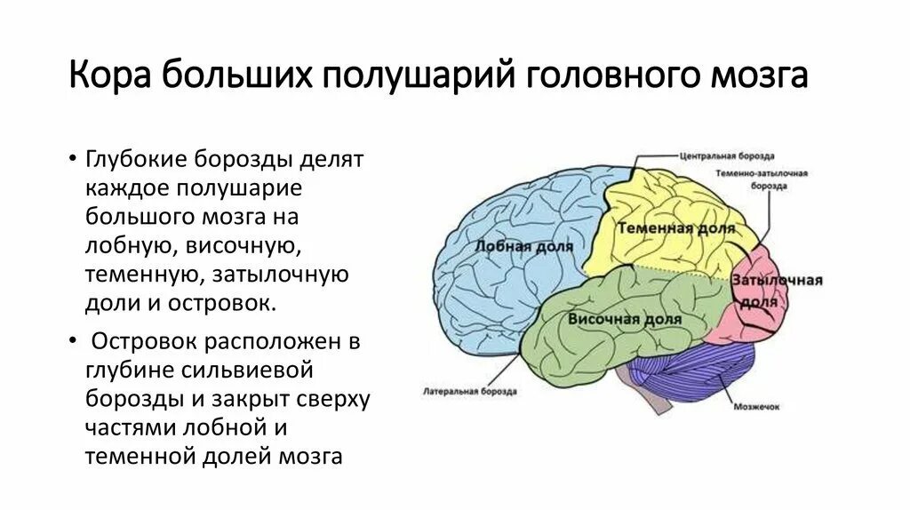 Большие полушария строение и функции. Функции основных зон полушарий большого мозга доли функции. Строение головного мозга доли коры. Функциональная характеристика коры головного мозга. Структура и функции коры головного мозга.