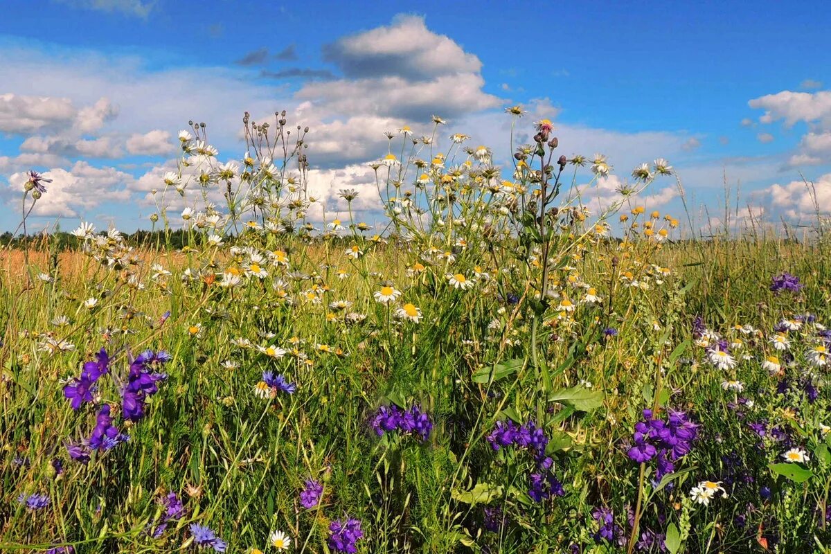 Какие цветы привлекают поэта бунин полевые цветы. Иван алексеевич бунин полевые цветы. Какие цветы привлекают поэта бунин полевые цветы. Бунин полевые цветы 3 класс. Какие цветы привлекают поэта бунин полевые цветы.