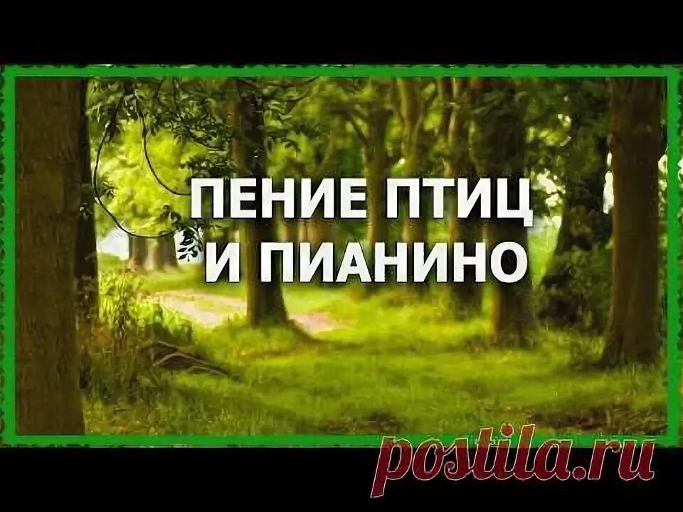 Пение птиц для успокоения нервной системы. Звуки природы пение птиц для сна успокаивающая. Звук леса и пение птиц для сна без рекламы. Фортепианная музыка для релаксации и успокоения нервов. Успокаивает пением птиц