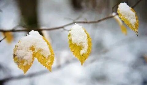 Песня опадет листва и выпадет снег