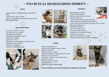Приют котлас право на жизнь