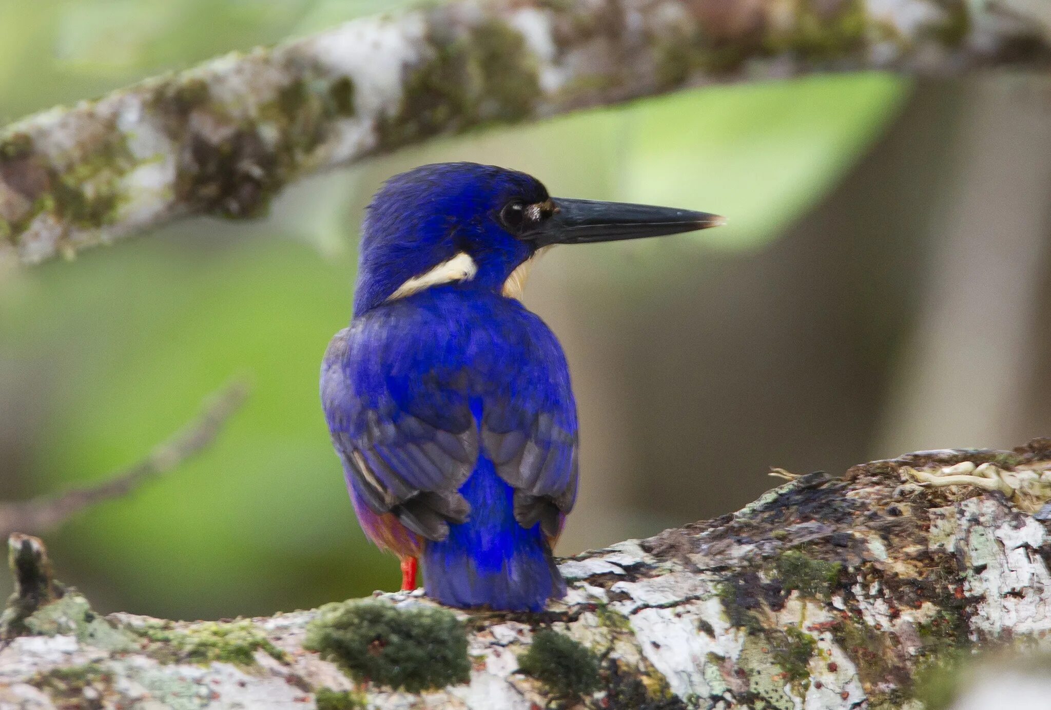 птички с синим клювом. птички с синим клювом. птица с синим клювом. птички с синим клювом. темно синяя птичка.