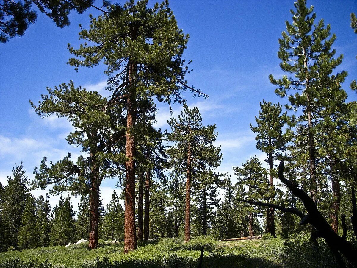 Гудящие сосны. Сосна обыкновенная габитус. Pinus Sylvestris сосна Лесная. Сосна обыкновенная в Якутии. Сосна обыкновенная "Cuha".