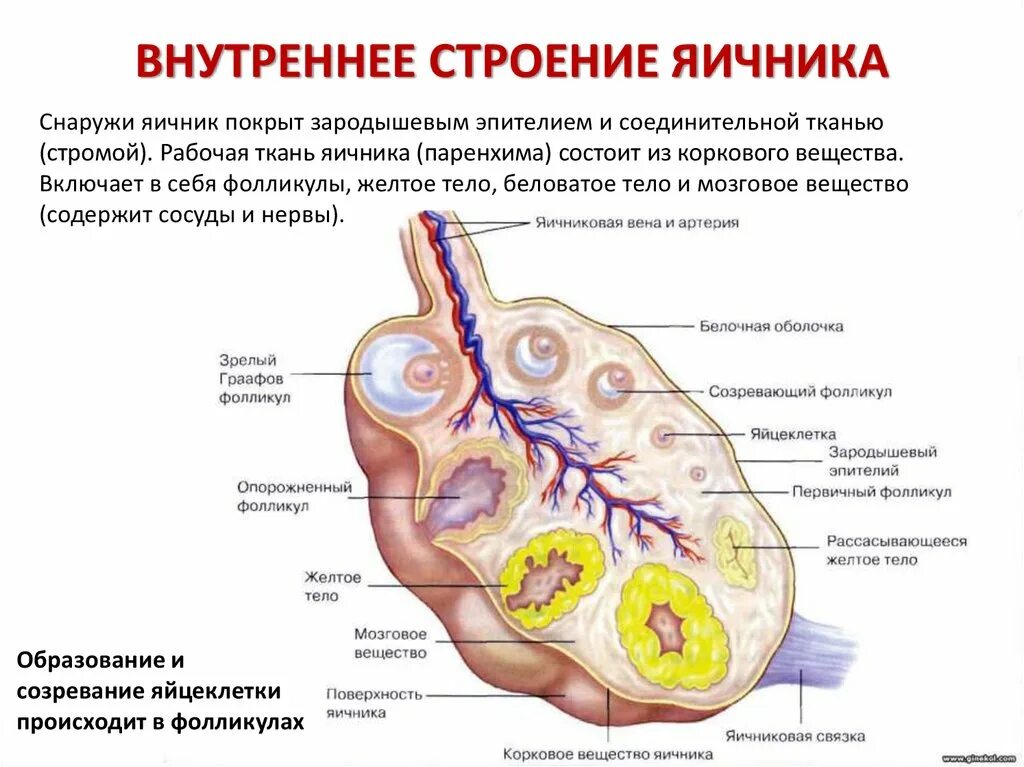 Строение яичника анатомия. Наружное строение яичника. Яичник функции анатомия. Матка с яичниками анатомия строение. Внешнее строение яичника.