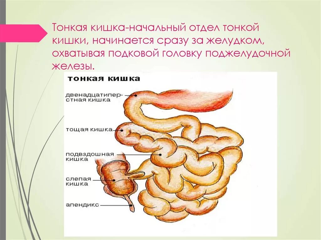 Название тонкой кишки. Отделы тонкой кишки анатомия. Тонкий кишечник строение отделы. Название отделов тонкого кишечника. Отделы тонкого кишечника человека.