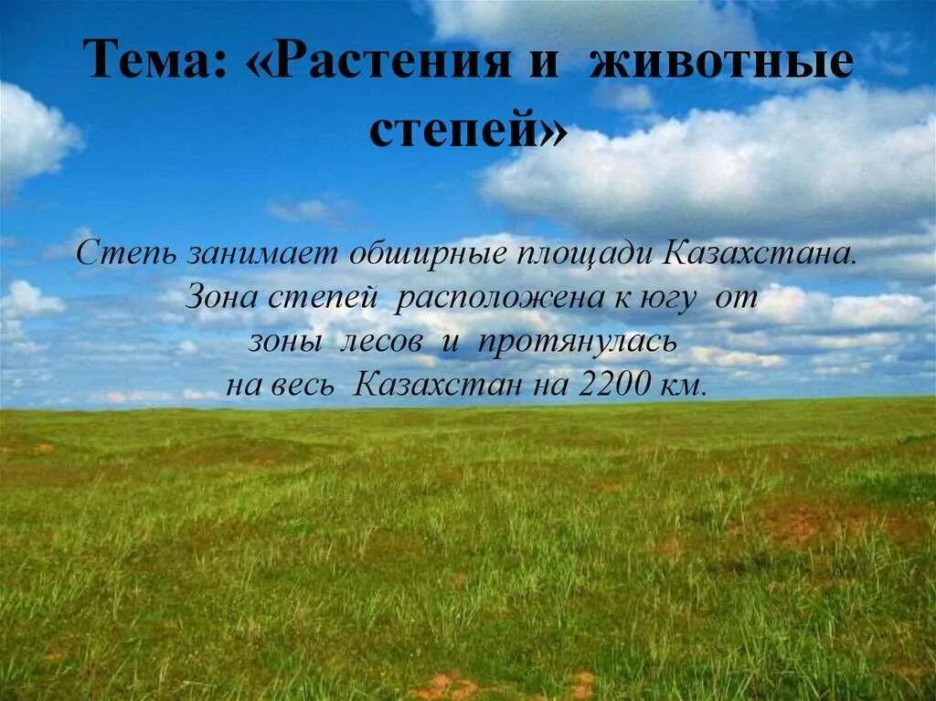 Географическое положение степи. Растения и животные степи. Географическое положение зоны степей. Презентация на тему растения степи