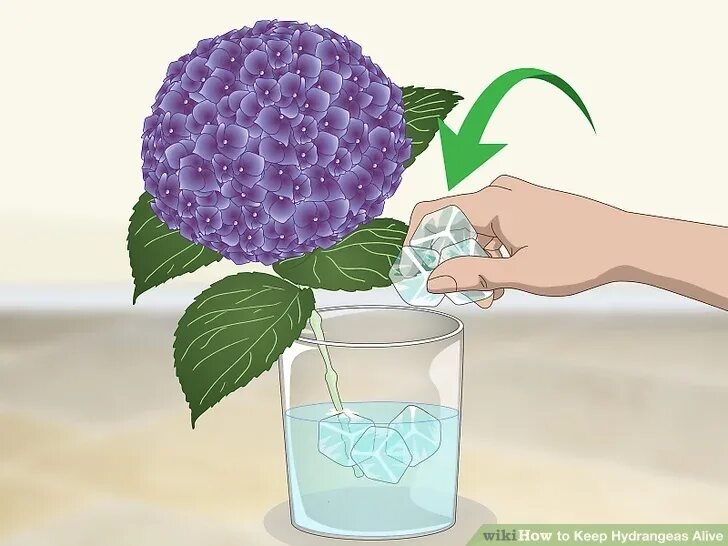 Срез гортензии. Срез гортензии. Срез гортензии. Срез гортензии. Срез гортензии.