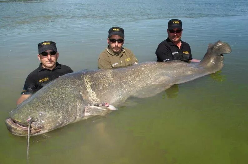 Wels Catfish Catfish, Man and dog, Picture identification