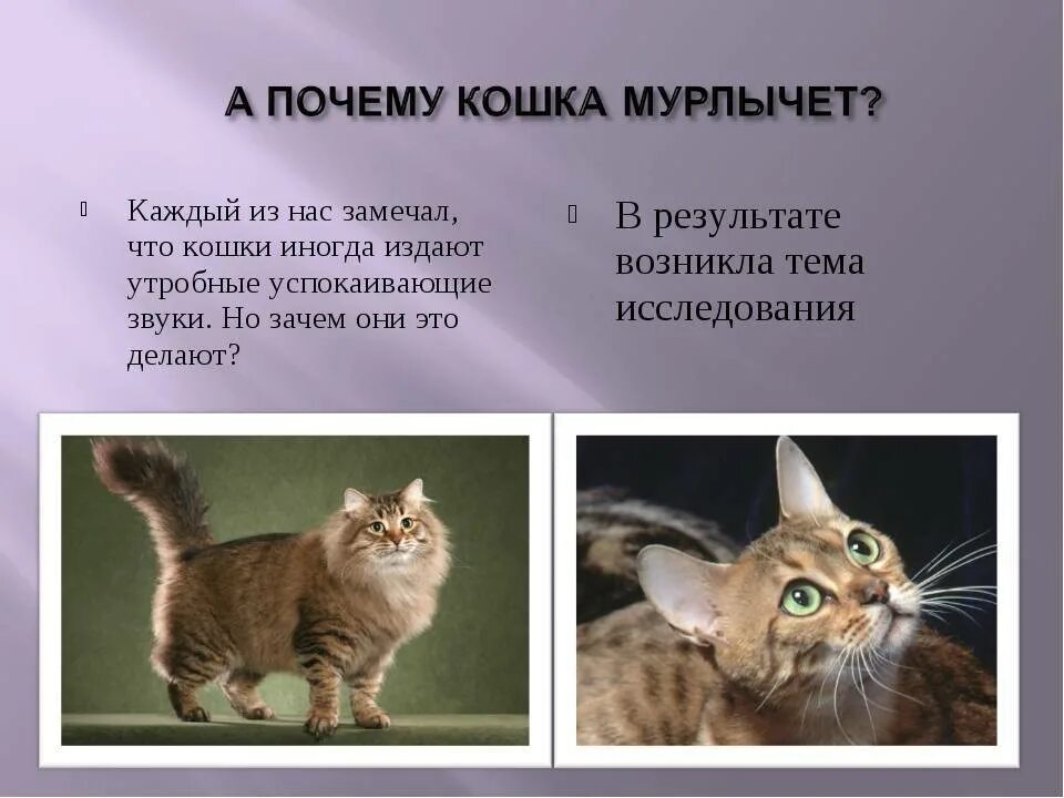 Почему котята мурчат. Кошка мурлычет. Почему кошки мурчат. Зачем кошки мурлыкают. Почему коты мурлыкают.