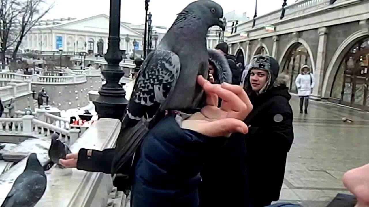 Видео никому не показывай. Голуби нападают на людей. Нападение голубей на человека. Голубь нападает на человека.