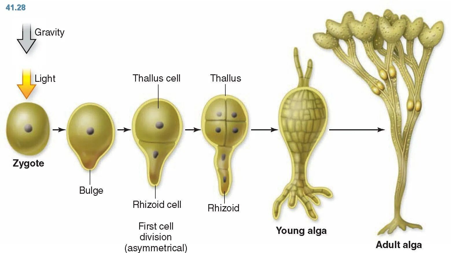 Главный корень зародыша развивается. Формирование зародыша у растений. Стадии развития зародыша растения. Эмбрион растения. Эмбриональное развитие растений.