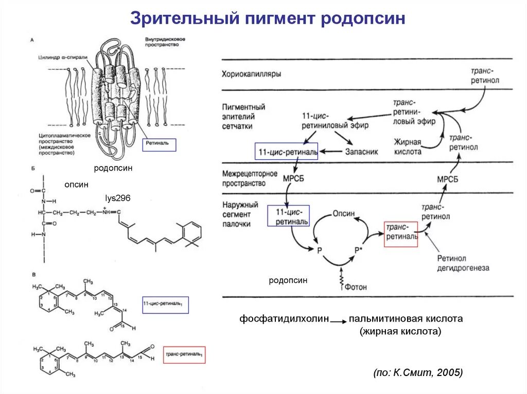 Содержат пигмент родопсин. Родопсин и ретиналь. Палочки и колбочки пигмент родопсин. Цикл превращения родопсина. Зрительный пигмент ретиналь.