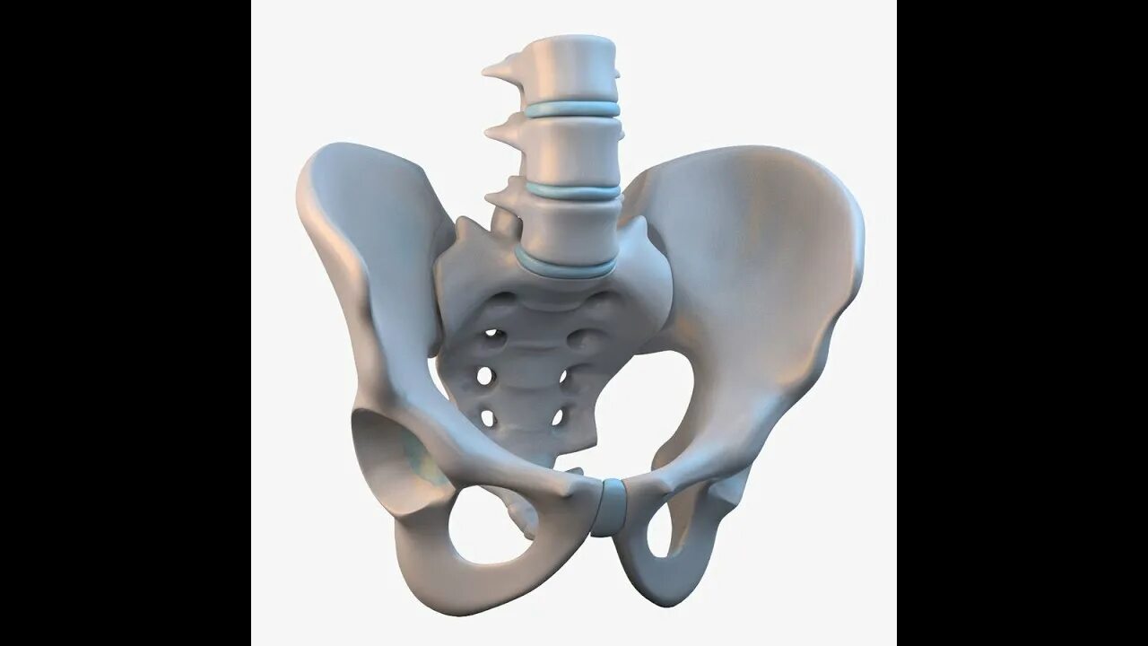 Современный таз. Тазовая кость 3d. тазовая кость анатомия 3д. sacrococcygeal joint. таз анатомия 3d.