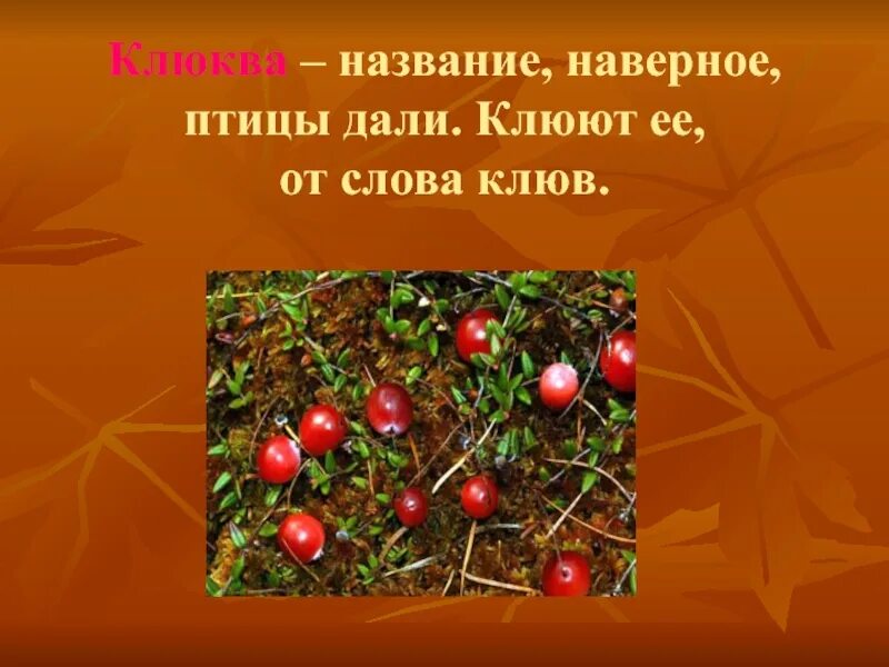 Клюква слайд. Ягоды Забайкалья презентация. Лекарственные ягоды Забайкалья. Ягоды Забайкалья сообщение.