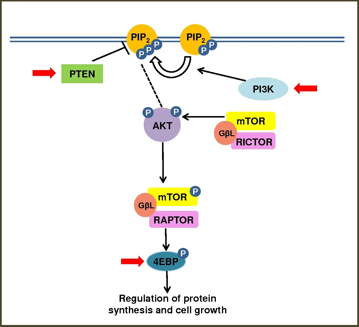 Akt pi3k Pathway. Akt/MTOR сигнальный путь. Pi3k/Akt. Pi3k путь. Animation akt