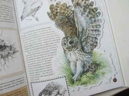 Книга филинов