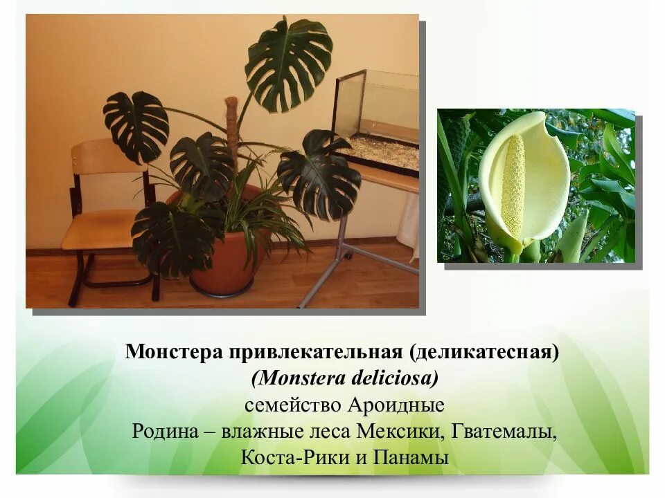 Внутреннее строение монстеры