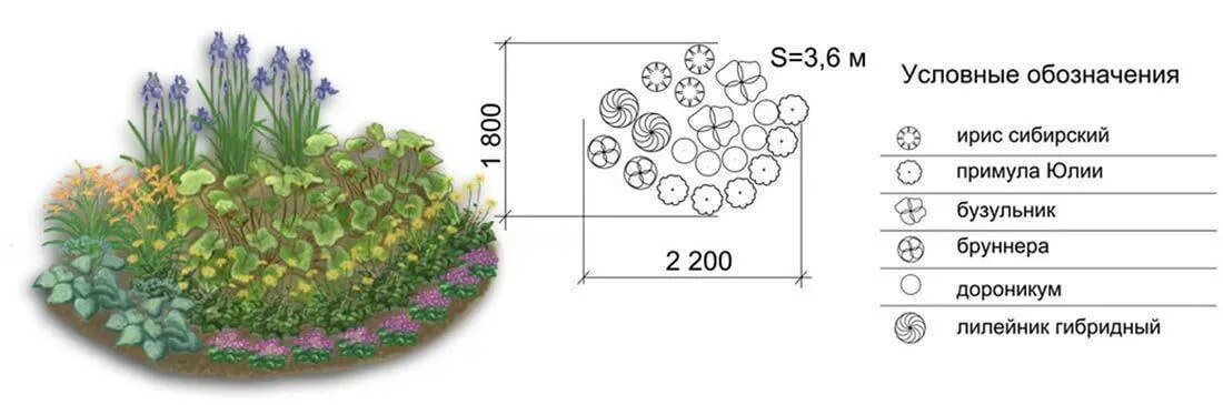 На каком расстоянии сажать цветы. Клумба с лилейниками и лилиями схема посадки. Иридарий садик ирисов схема посадки. Схема посадки пионов ирисов. Клумбы с ирисами и лилейниками схемы.