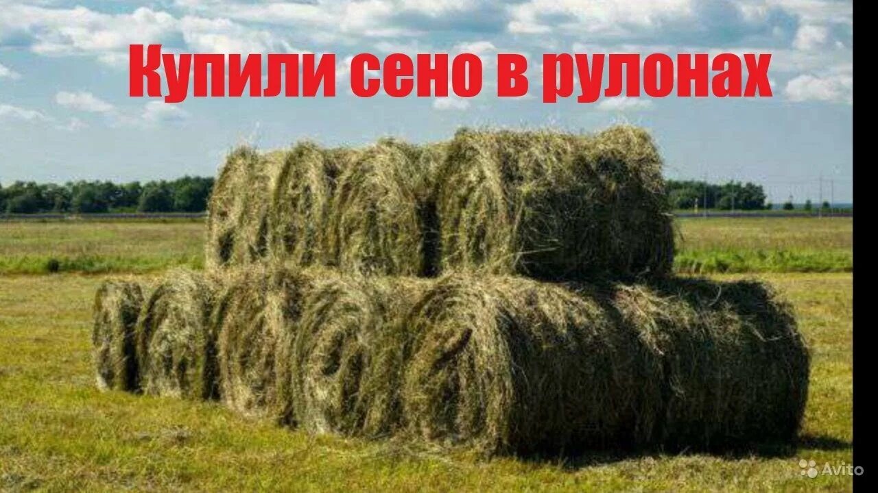 Сено в рулонах разнотравье. Рулон сена. Сено в тюках. Сенокос рулоны. Купить сено в башкирии