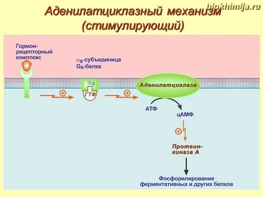 Аденилатциклазный механизм гормоны. Механизм действия белковых гормонов биохимия. Механизм передачи сигнала гормона зависит от:. Схема действия гормонов через fltybjkfnwbrkfpye. Аденилатциклазный механизм действия гормонов.