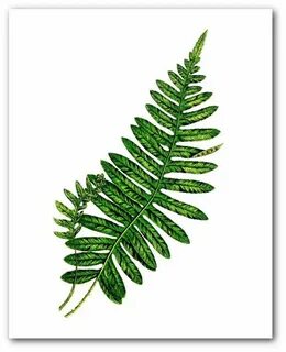 Fern art