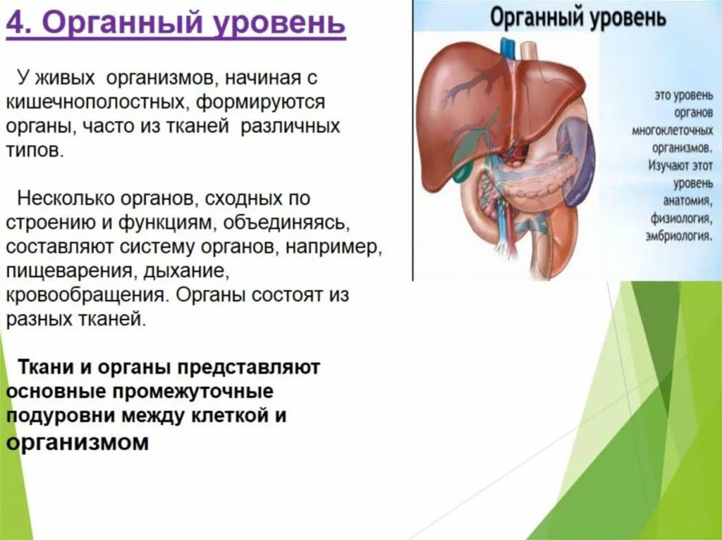 Органный уровень организации живой