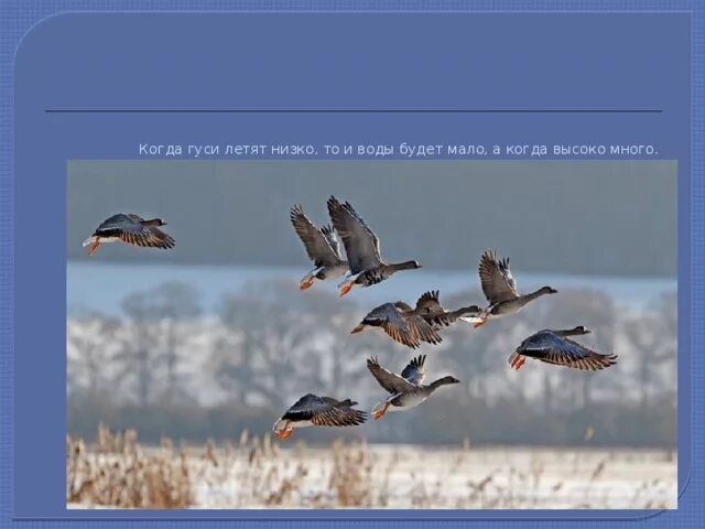 Стая гусей летит. Сколько летит гусь. Стая гусей летит. Гусей летела стая гусей. Птицы летают клином.