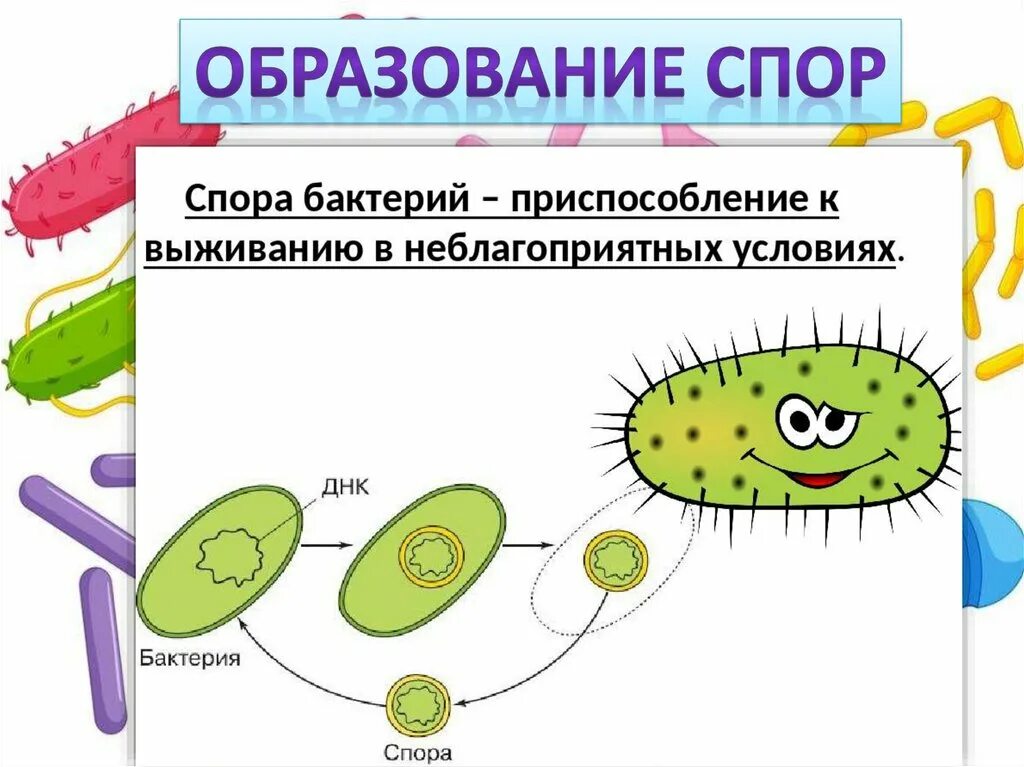 Оболочка споры бактерии