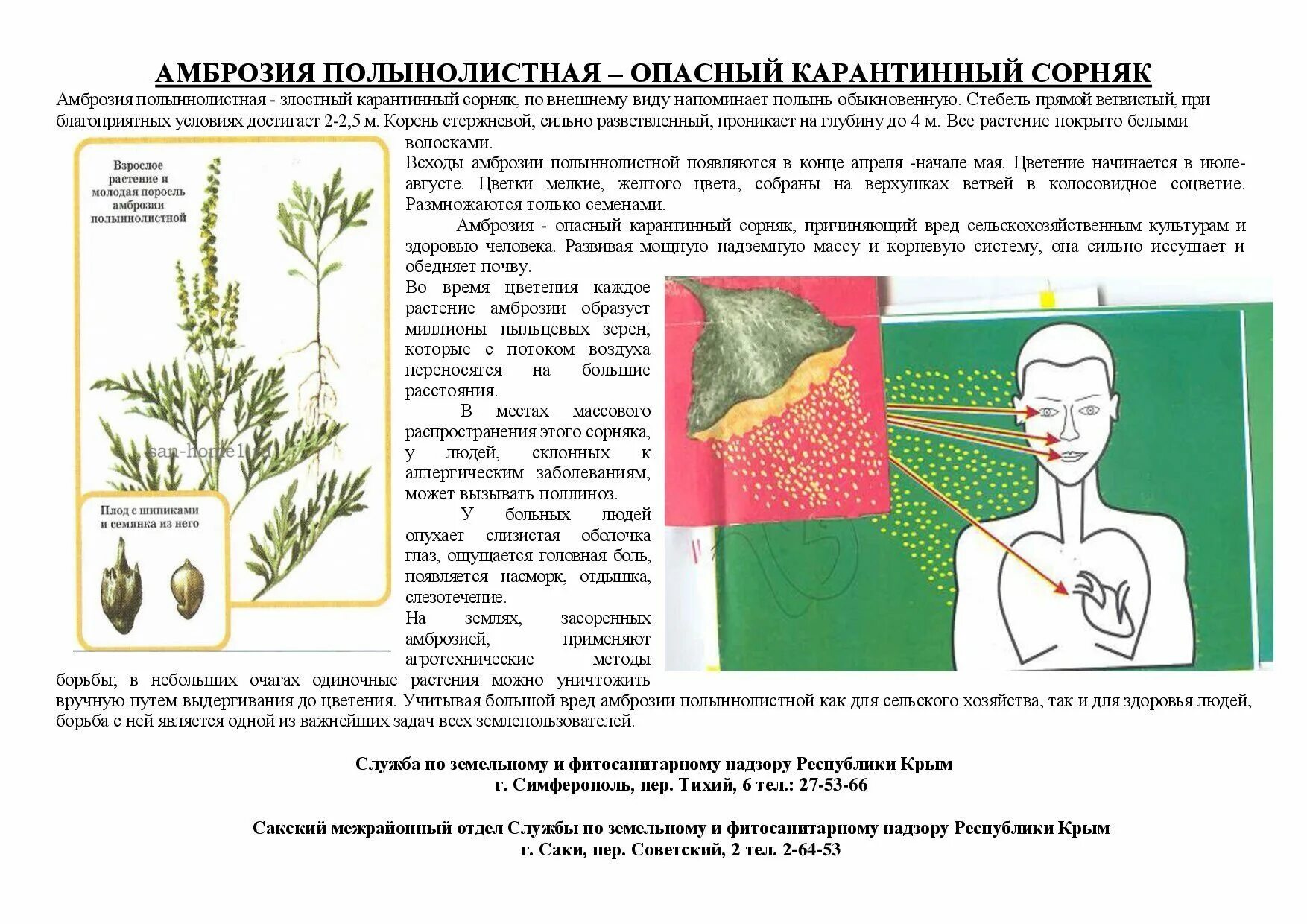 Амброзия растение описание. Амброзия полыннолистная опасный карантинный сорняк. Амброзия растение карантинный сорняк. Памятка по амброзии полыннолистной. Амброзия растение аллергия.