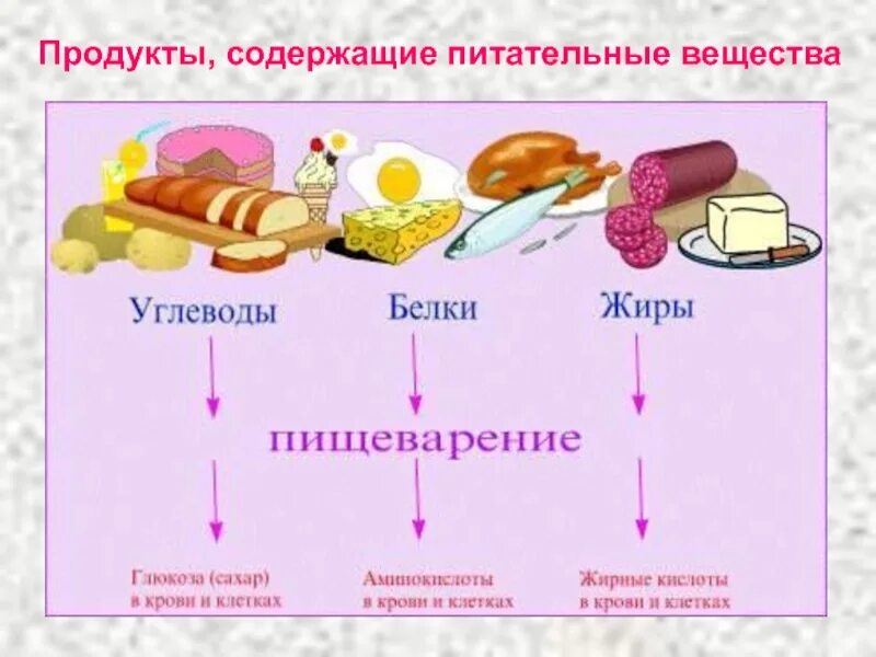 Питательные вещества необходимы для. Питательные вещества необходимы для