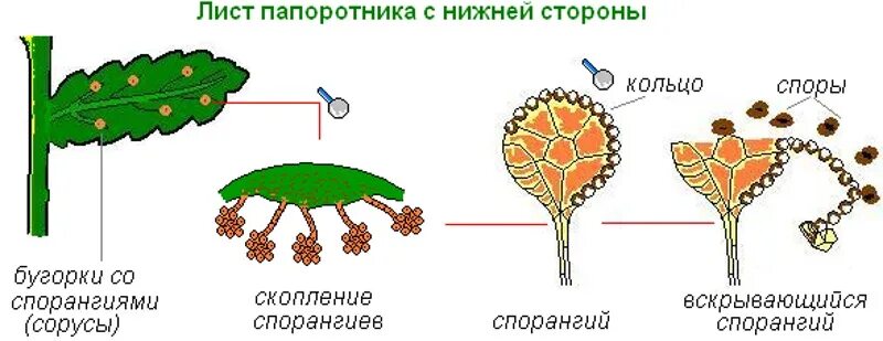 Споры созревают в спорангиях собранных в сорусы. Строение спорангия папоротника. Строение спорангия. Спорангий папоротника схема. Строение споры папоротника схема.