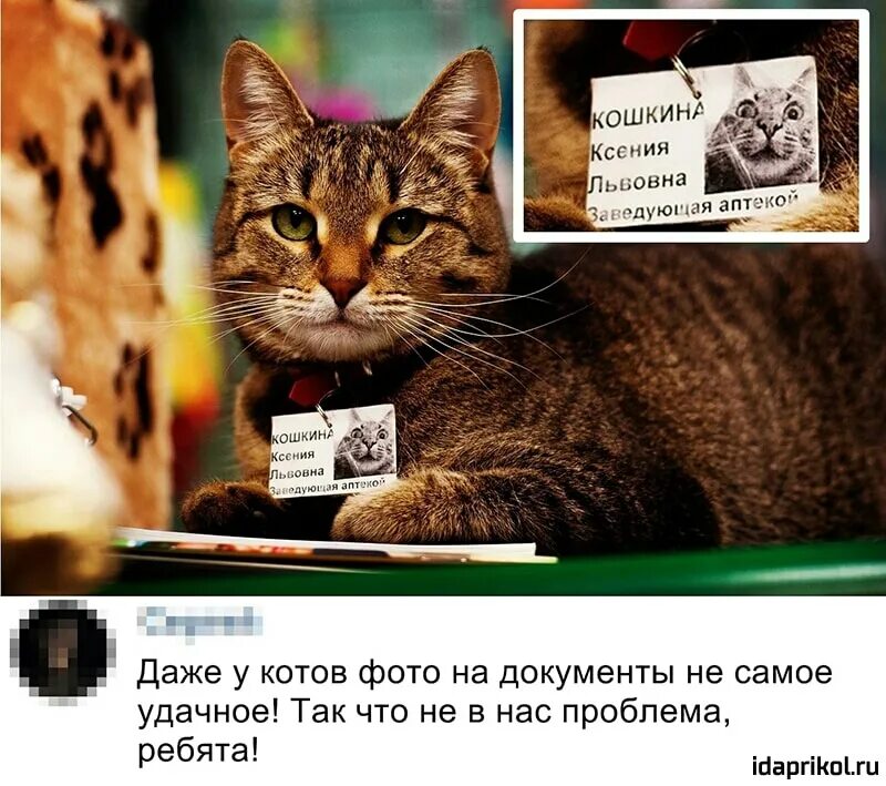 Даже коты