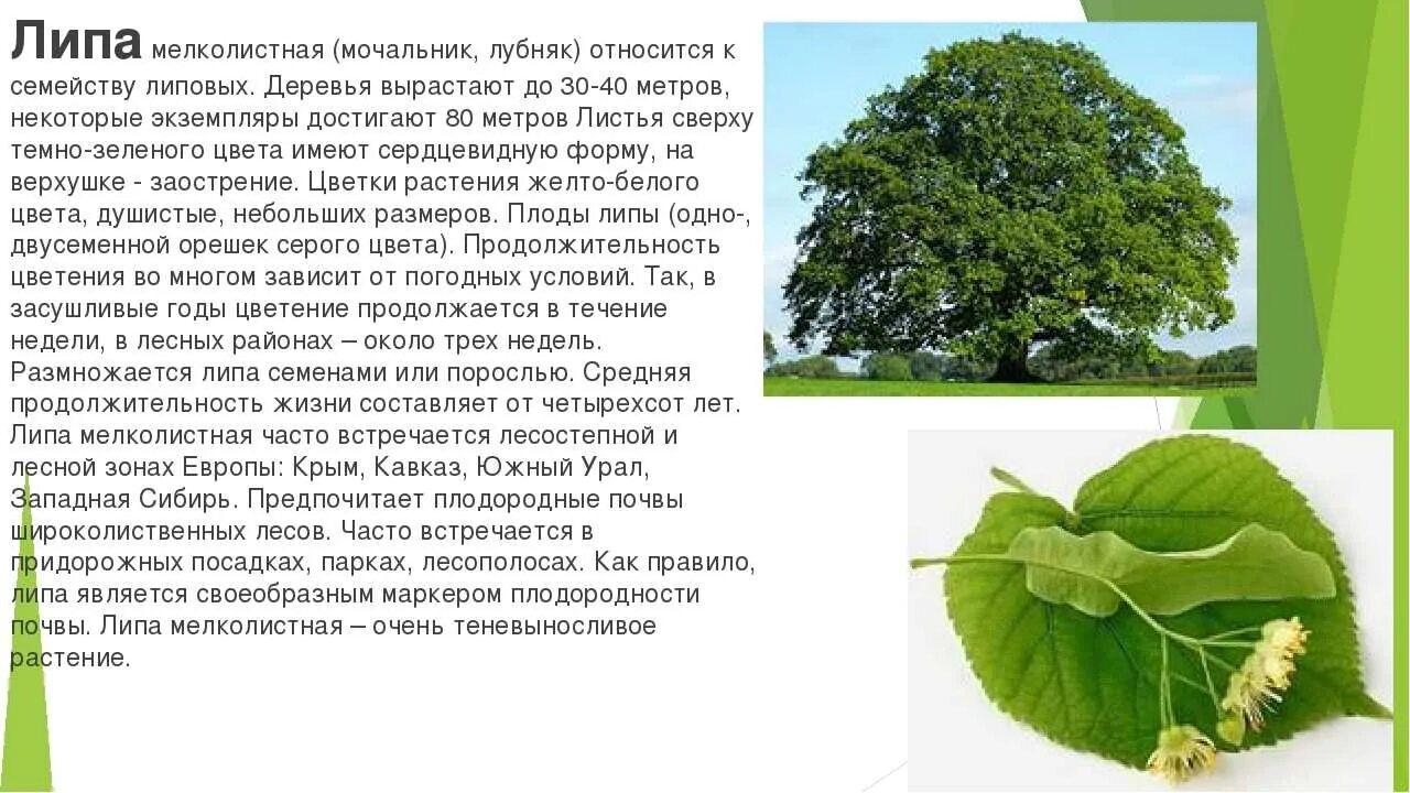 Саженец - купить с доставкой по выгодным ценам в интернет-магазине OZON (1174958