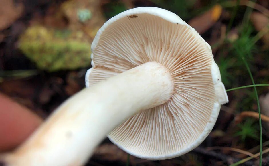 Рядовка сросшаяся lyophyllum connatum. Белая лисичка гриб. Ежевик трубчатый. Рядовка сросшаяся белая. Гриб с плоской шляпкой.