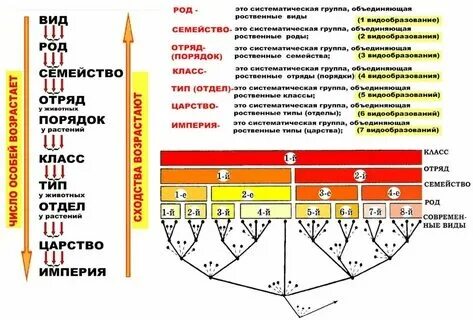 Туя систематическая группа