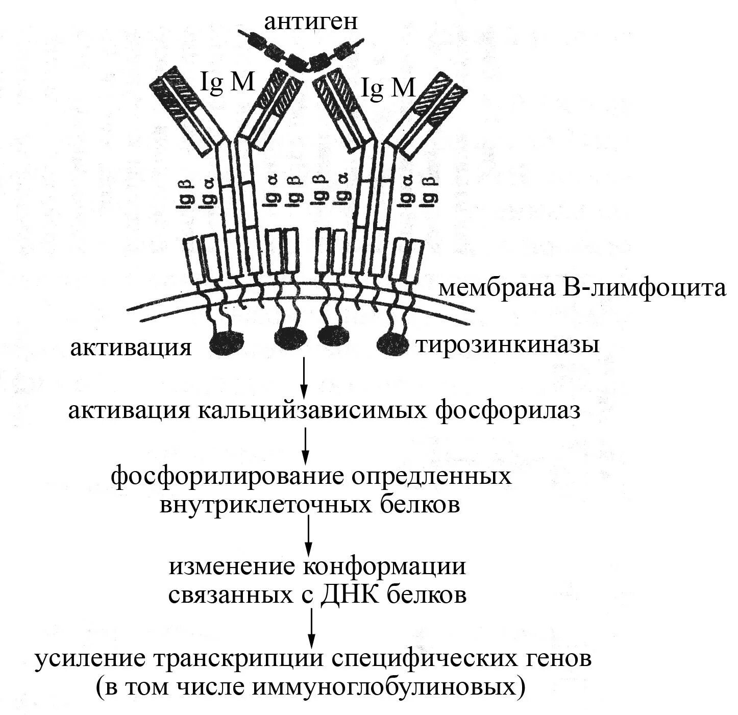 Образование иммуноглобулинов. Строение антигенраспознающего рецептора т-лимфоцитов TCR. Схема строения антигенраспознающих рецепторов т и в лимфоцитов. Строение рецептора т лимфоцита. Структура антигена распознающего рецептора т-клетки.