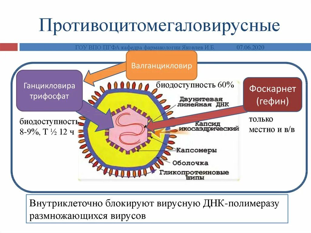 Группы противовирусных препаратов. Механизм действия противовирусных препаратов кратко. Противоцитомегаловирусные препараты механизм действия. Противовирусные препараты Противоцитомегаловирусные. Противовирусные механизм действия фармакология.