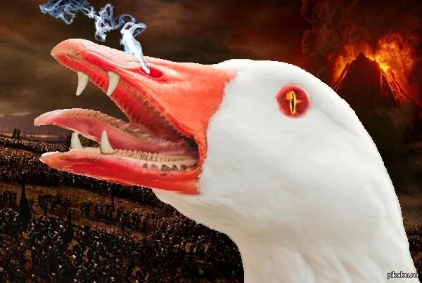 Клюв утки цедильный аппарат. Гусиный клюв. Лебедь кусается. Клюв лебедя зубы. Клюв гуся.