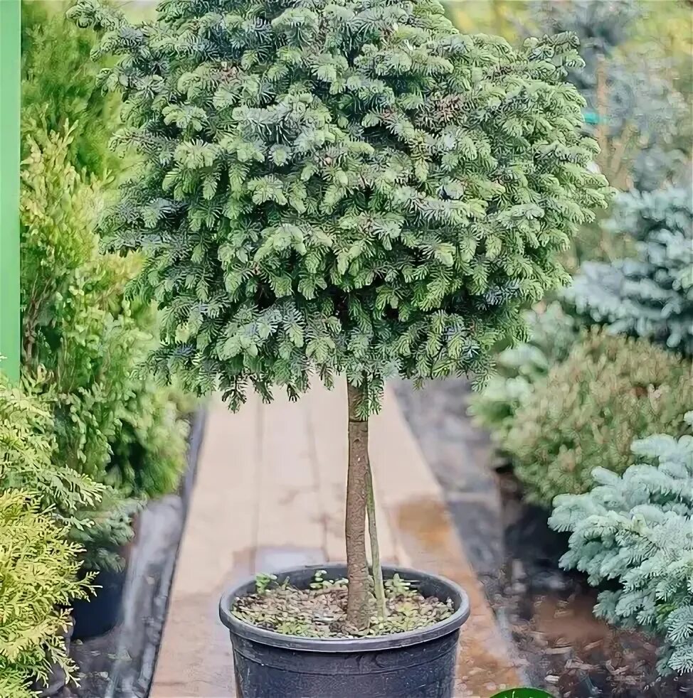 Picea omorika alexandra. Picea omorika medusa. Ель picea omorika medusa. Picea abies medusa. Ель сербская медуза.