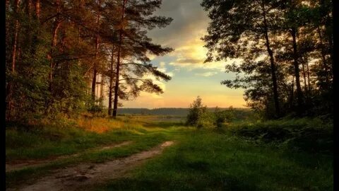 Лесу заре