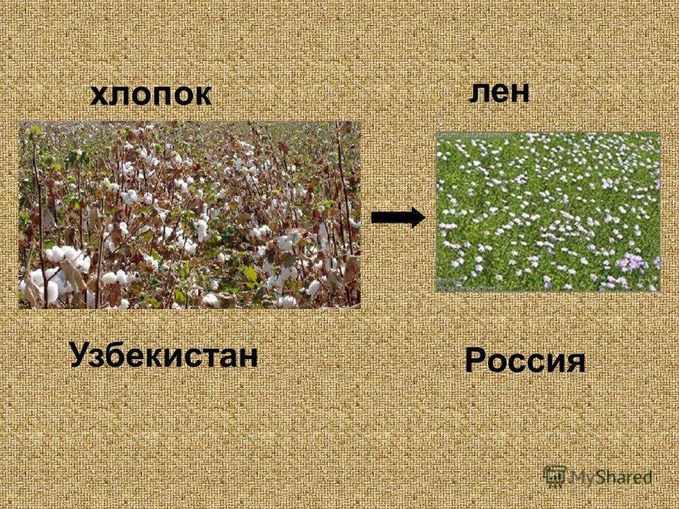 Из какого растения делают ткани. Лен и хлопок растения. Хлопок Прядильная культура. Лен технический растение. Хлопчатник и лен.