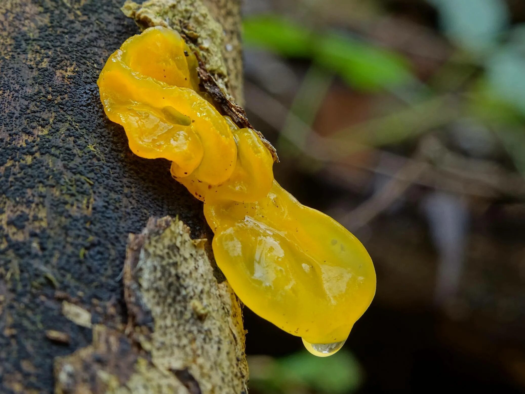 Дрожалка оранжевая гриб. Дрожалка оранжевая (Tremella mesenterica). Тремелла фукусовидная. Дрожалка сморчковая.