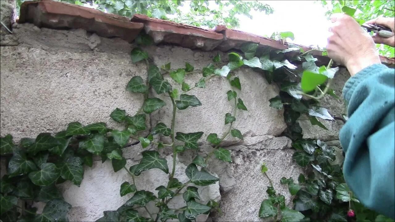 Как пройти плюща