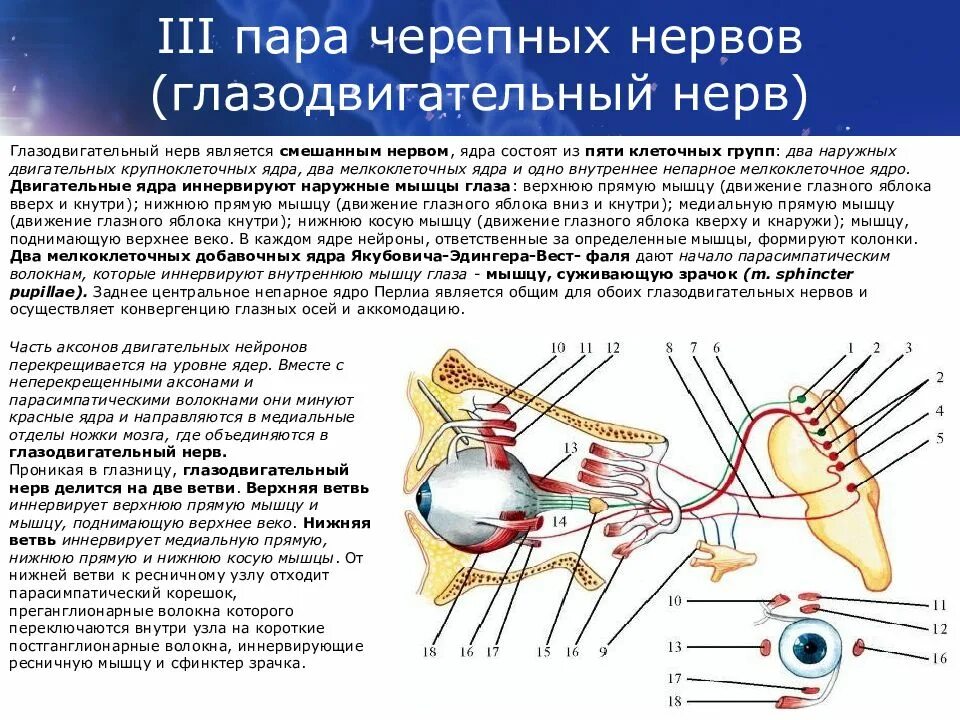 Парасимпатические черепные нервы. 3 Пара черепных нервов схема. Ядра 3 пары черепных нервов. Глазодвигательный нерв неврология схема. 3 Пара черепных нервов ядра схема.