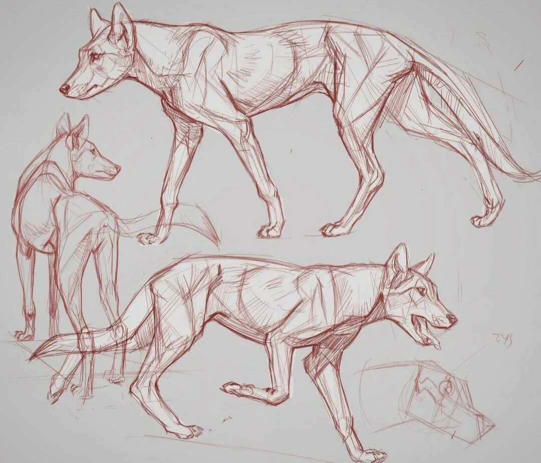 Анатомия волка референс. Волк туториал анатомия. Анатомия волка. Анатомия собаки для рисования. Волк анатомия сбоку.
