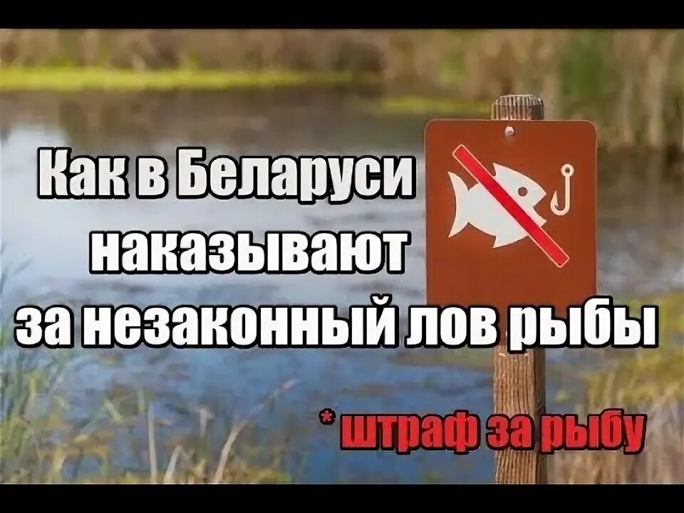 Какого числа запрет на щуку. Запрет ловли щуки. Запрет на ловлю в нерест. Запрет на рыбалку щуки. Запрет на щуку 2024 белгородская область.