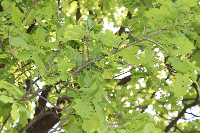 дубовые вредители. дубовые вредители. болезни листвы дуба. тля листовертка. дубовые вредители.