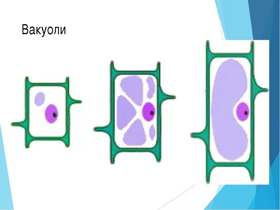 Какая вакуоль в растительной клетке. Вакуоль растительной клетки рисунок. Рисунок вакуоли растительной клетки. Вакуоли в клетках растений. Вакуоли молодой и старой растительной клетки.